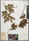 Foto von Salix silesiaca Willd.